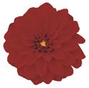 Bild von Dahlia  P12 Tessy (red)